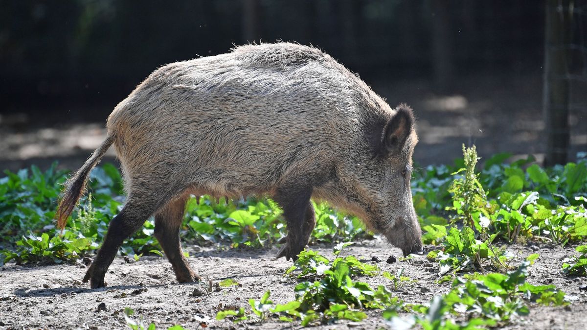 Němci pročesávají lesy. Hledají prasata nakažená nebezpečným virem